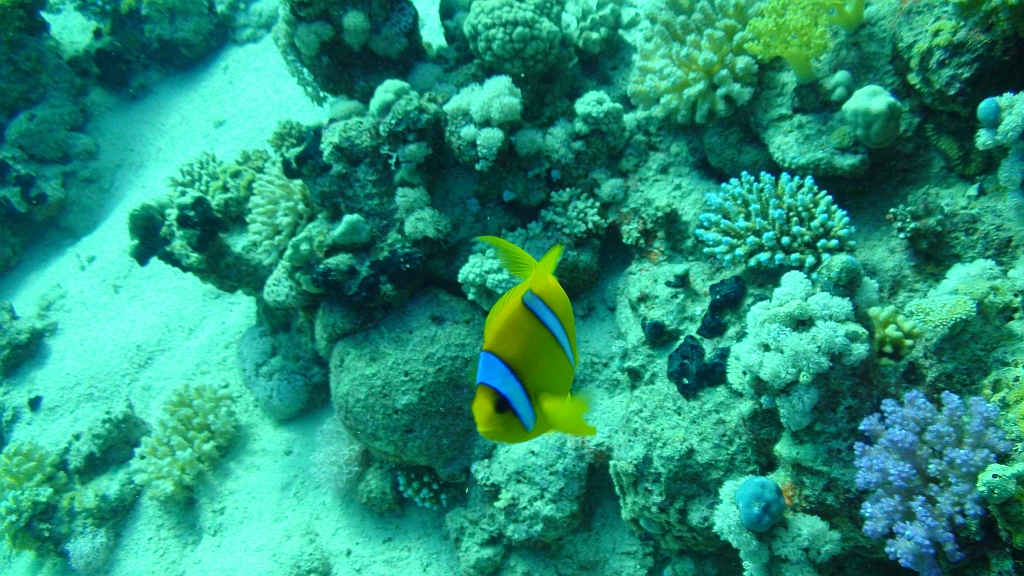 Original image